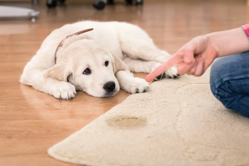 pet urine odor in schertz