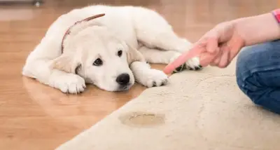 Will a Professional Carpet Cleaning Remove Pet Odors