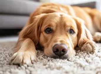 Will a Professional Carpet Cleaning Remove Pet Odors?