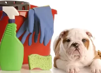 Pet-Friendly House Cleaning Excellence by Angel Maids