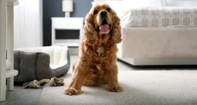 pet-friendly-house-cleaning-excellence Happy dog because of the clean carpet