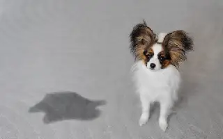 Conquer Pet Messes